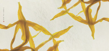 GIRASOLE - Vinyl or fyber glass wallpaper by N.O.W. Edizioni - view 3